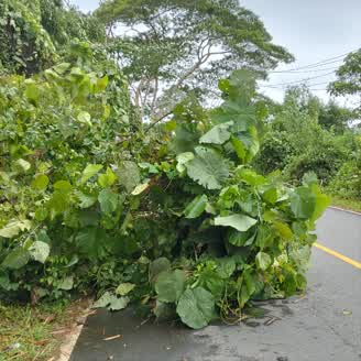 Pohon Tumbang, Warga Minta Penanggung Jawab Jalan di Sanana Utara Ambil Langkah